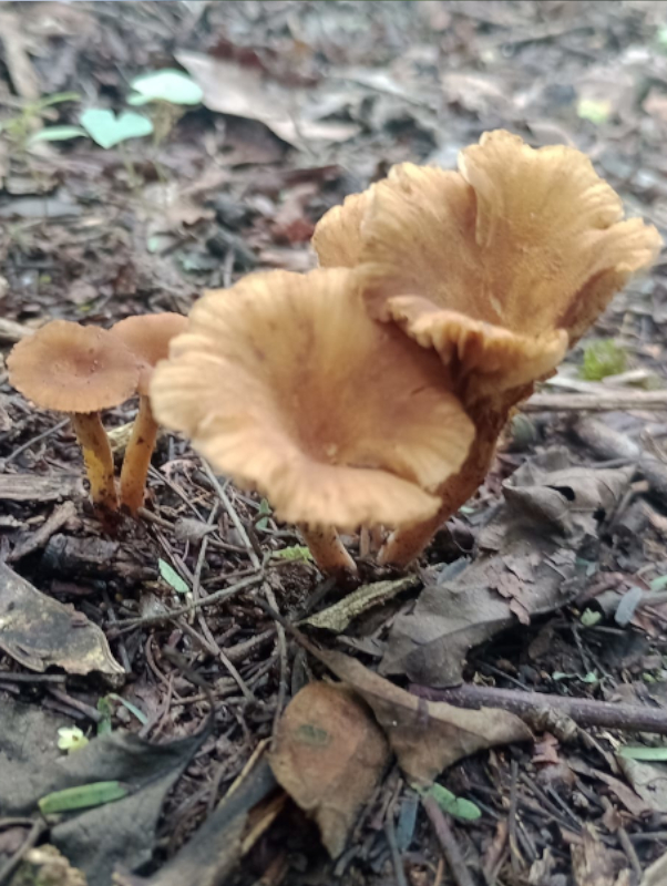 The valuable natural treasure protected by El Morado.